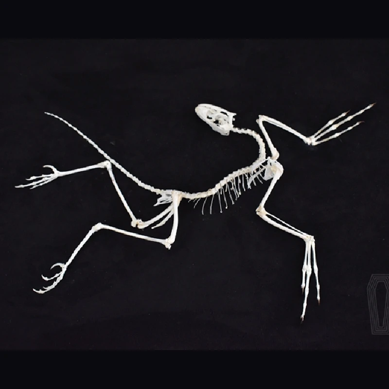Fossil Replica Display - 2120 Archeopteryx Fossil Art Dekoracja Ścienna