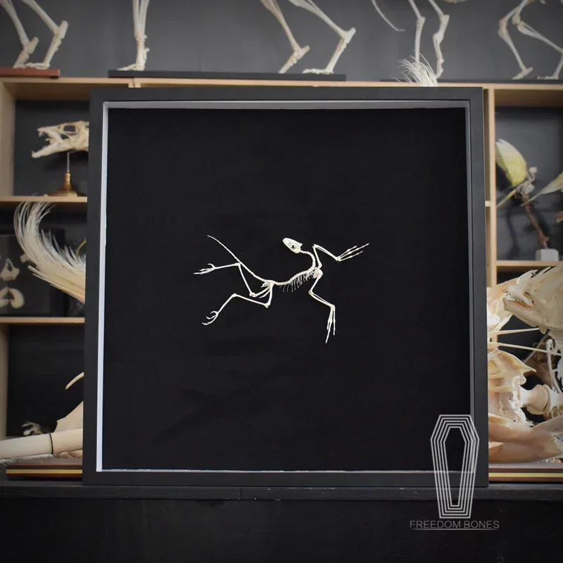 2120 Archeopteryx Fossil Art D – Fossil Replica Display recenzja i cena