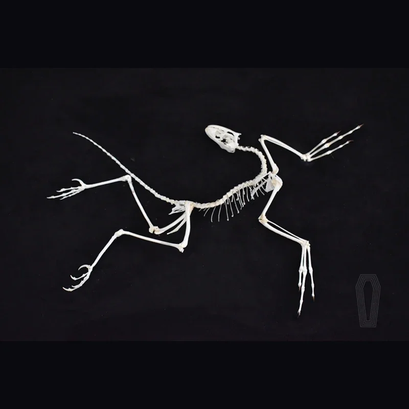 2120 Archeopteryx Fossil Art D – Fossil Replica Display recenzja i cena